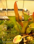 Heliamphora nutans - kliknij aby zobaczyć zdjęcie. Heliamphora nutans