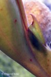 Heliamphora nutans - kliknij aby zobaczyć zdjęcie. Heliamphora nutans