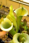Heliamphora tatei (Cerro Duida) - kliknij aby zobaczyć zdjęcie. Heliamphora tatei (Cerro Duida)