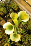 Heliamphora tatei (Cerro Duida) - kliknij aby zobaczyć zdjęcie. Heliamphora tatei (Cerro Duida)