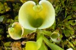 Heliamphora tatei (Cerro Duida) - kliknij aby zobaczyć zdjęcie. Heliamphora tatei (Cerro Duida)