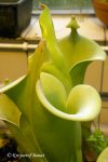Heliamphora tatei (Cerro Duida) - kliknij aby zobaczyć zdjęcie. Heliamphora tatei (Cerro Duida)