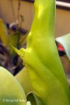 Heliamphora tatei (Cerro Duida) - kliknij aby zobaczyć zdjęcie. Heliamphora tatei (Cerro Duida)