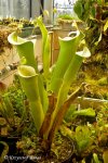 Heliamphora tatei (Cerro Duida) - kliknij aby zobaczyć zdjęcie. Heliamphora tatei (Cerro Duida)