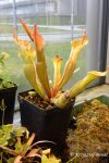 Heliamphora nutans - kliknij aby zobaczyć zdjęcie. Heliamphora nutans