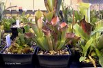 Heliamphora exappendiculata (Amuri Tepui) - kliknij aby zobaczyć zdjęcie. Heliamphora exappendiculata (Amuri Tepui)