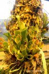 Heliamphora heterodoxa x minor (Midoxa) - kliknij aby zobaczyć zdjęcie. Heliamphora heterodoxa x minor (Midoxa)