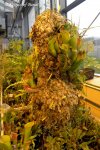 Heliamphora heterodoxa x minor (Midoxa) - kliknij aby zobaczyć zdjęcie. Heliamphora heterodoxa x minor (Midoxa)