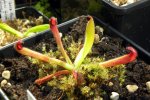 Heliamphora parva - kliknij aby zobaczyć zdjęcie. Heliamphora parva