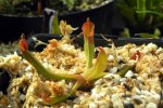 Heliamphora nutans (Yuruani Tepui) - kliknij aby zobaczyć zdjęcie. Heliamphora nutans (Yuruani Tepui)
