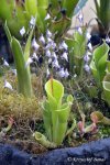 Heliamphora minor - kliknij aby zobaczyć zdjęcie. Heliamphora minor