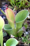 Heliamphora pulchella (Amuri Tepui, Venezuela) - kliknij aby zobaczyć zdjęcie. Heliamphora pulchella (Amuri Tepui, Venezuela)