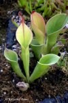 Heliamphora huberi i H. pulchella z Amuri Tepui - kliknij aby zobaczyć zdjęcie. Heliamphora huberi i H. pulchella z Amuri Tepui