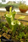 Heliamphora tatei (Cerro Duida) - kliknij aby zobaczyć zdjęcie. Heliamphora tatei (Cerro Duida)