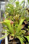 Heliamphora spec. nov. Akopan - kliknij aby zobaczyć zdjęcie. Heliamphora spec. nov. Akopan