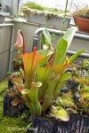 Heliamphora nutans - kliknij aby zobaczyć zdjęcie. Heliamphora nutans
