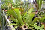 Heliamphora spec. nov. Akopan - kliknij aby zobaczyć zdjęcie. Heliamphora spec. nov. Akopan