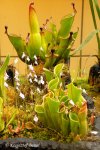 Heliamphora - kliknij aby zobaczyć zdjęcie. Heliamphora