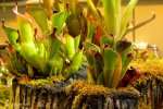 Heliamphora - kliknij aby zobaczyć zdjęcie. Heliamphora