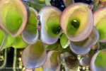 Heliamphora exappendiculata (Amuri Tepui) - kliknij aby zobaczyć zdjęcie. Heliamphora exappendiculata (Amuri Tepui)