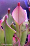 Heliamphora nutans Giant Form - kliknij aby zobaczyć zdjęcie. Heliamphora nutans Giant Form