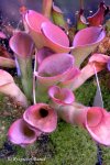 Heliamphora exappendiculata (Chimanta Tepui) - kliknij aby zobaczyć zdjęcie. Heliamphora exappendiculata (Chimanta Tepui)