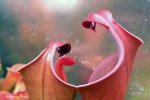 Heliamphora neblinae (Cerro Neblina) - kliknij aby zobaczyć zdjęcie. Heliamphora neblinae (Cerro Neblina)