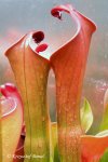 Heliamphora neblinae (Cerro Neblina) - kliknij aby zobaczyć zdjęcie. Heliamphora neblinae (Cerro Neblina)