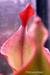 Heliamphora neblinae (Avispa, Venezuela) - kliknij aby zobaczyć zdjęcie. Heliamphora neblinae (Avispa, Venezuela)