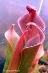 Heliamphora neblinae (Cerro Neblina) - kliknij aby zobaczyć zdjęcie. Heliamphora neblinae (Cerro Neblina)