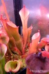 Heliamphora spec. Yuruani B - kliknij aby zobaczyć zdjęcie. Heliamphora spec. Yuruani B