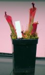Heliamphora elongata x ionasi - kliknij aby zobaczyć zdjęcie. Heliamphora elongata x ionasi