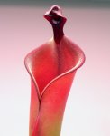Heliamphora elongata x ionasi - kliknij aby zobaczyć zdjęcie. Heliamphora elongata x ionasi