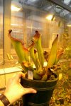 Heliamphora spec. nov. Angasima - kliknij aby zobaczyć zdjęcie. Heliamphora spec. nov. Angasima