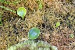 Utricularia quelchii (Auyan Tepui) - kliknij aby zobaczyć zdjęcie. Utricularia quelchii (Auyan Tepui)