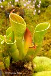 Heliamphora minor - kliknij aby zobaczyć zdjęcie. Heliamphora minor