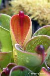 Heliamphora pulchella (Apacapa Tepui) - kliknij aby zobaczyć zdjęcie. Heliamphora pulchella (Apacapa Tepui)