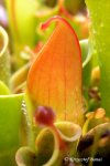 Heliamphora minor - kliknij aby zobaczyć zdjęcie. Heliamphora minor