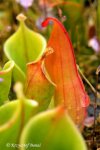 Heliamphora minor - kliknij aby zobaczyć zdjęcie. Heliamphora minor