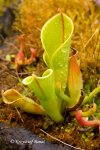 Heliamphora minor - kliknij aby zobaczyć zdjęcie. Heliamphora minor