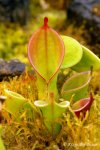 Heliamphora pulchella (Amuri Tepui, Venezuela) - kliknij aby zobaczyć zdjęcie. Heliamphora pulchella (Amuri Tepui, Venezuela)