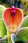 Heliamphora pulchella (Apacapa Tepui) - kliknij aby zobaczyć zdjęcie. Heliamphora pulchella (Apacapa Tepui)