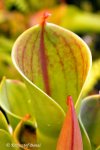 Heliamphora minor - kliknij aby zobaczyć zdjęcie. Heliamphora minor