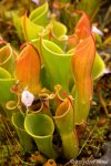 Heliamphora minor - kliknij aby zobaczyć zdjęcie. Heliamphora minor