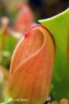 Heliamphora minor - kliknij aby zobaczyć zdjęcie. Heliamphora minor
