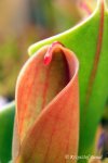 Heliamphora minor - kliknij aby zobaczyć zdjęcie. Heliamphora minor
