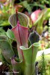 Heliamphora minor - kliknij aby zobaczyć zdjęcie. Heliamphora minor