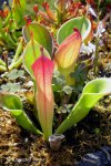 Heliamphora huberi (Amuri Tepui, Venezuela) - kliknij aby zobaczyć zdjęcie. Heliamphora huberi (Amuri Tepui, Venezuela)