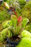 Heliamphora minor - kliknij aby zobaczyć zdjęcie. Heliamphora minor