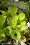 Heliamphora exappendiculata (Apacapa Tepui) - kliknij aby zobaczyć zdjęcie. Heliamphora exappendiculata (Apacapa Tepui)